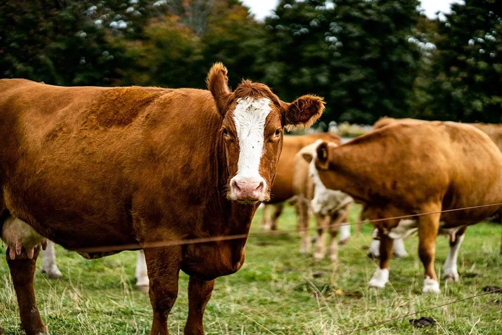 How to Care for Cows to have the Best Quality Meat